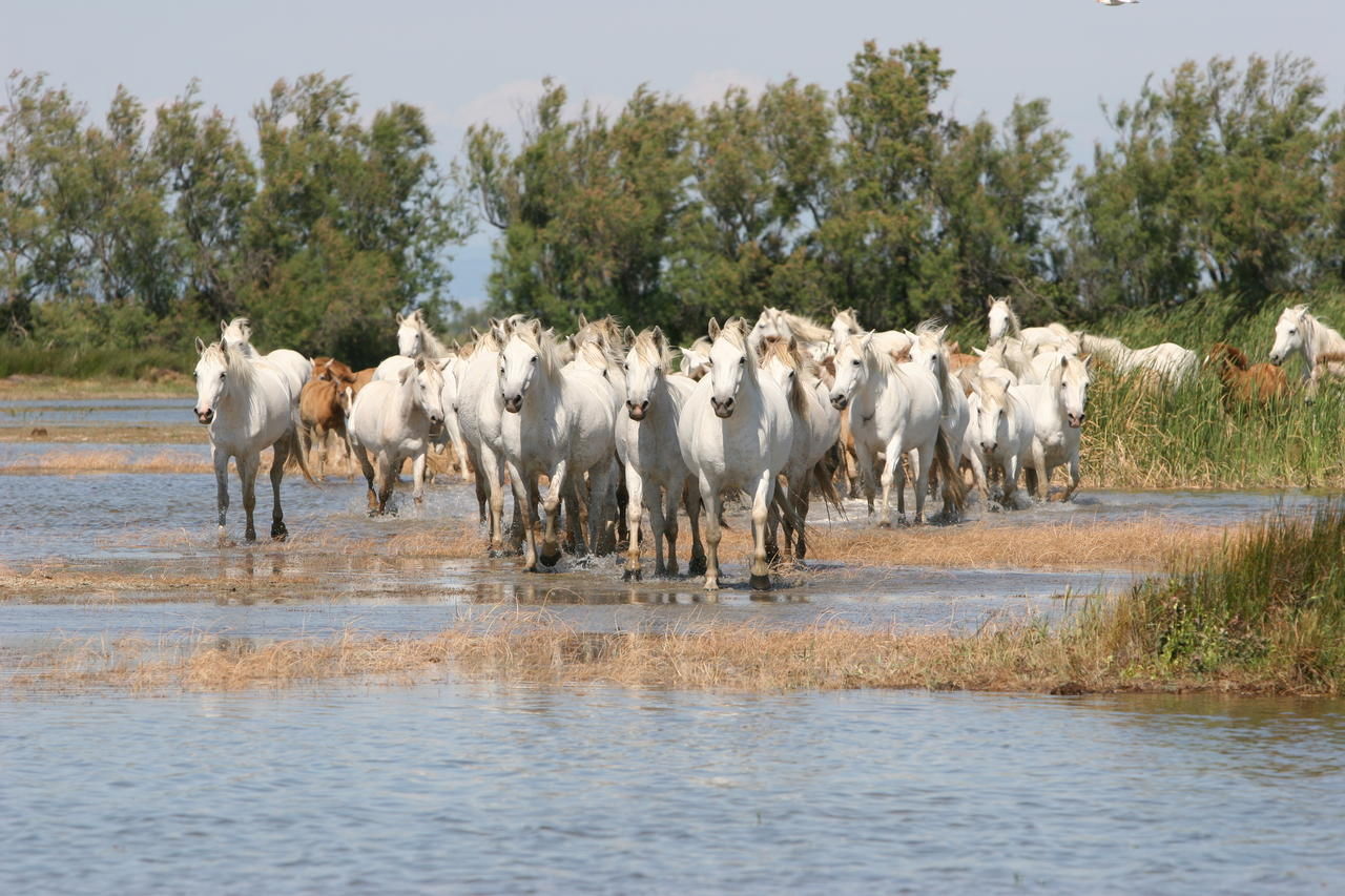 camargue-2