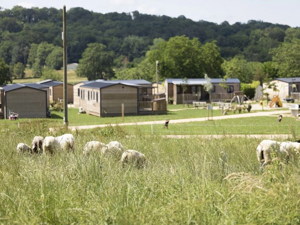 Les animaux exotiques sont-ils acceptés en camping ?