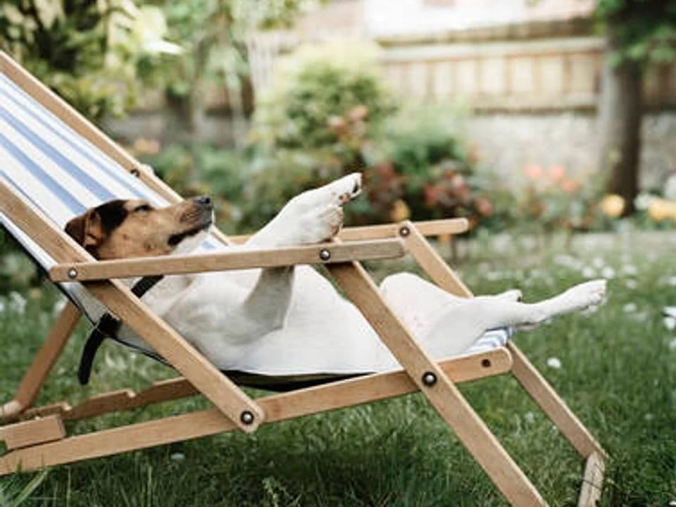 Les les chiens et les chats sont-ils les seuls animaux acceptés en camping ?