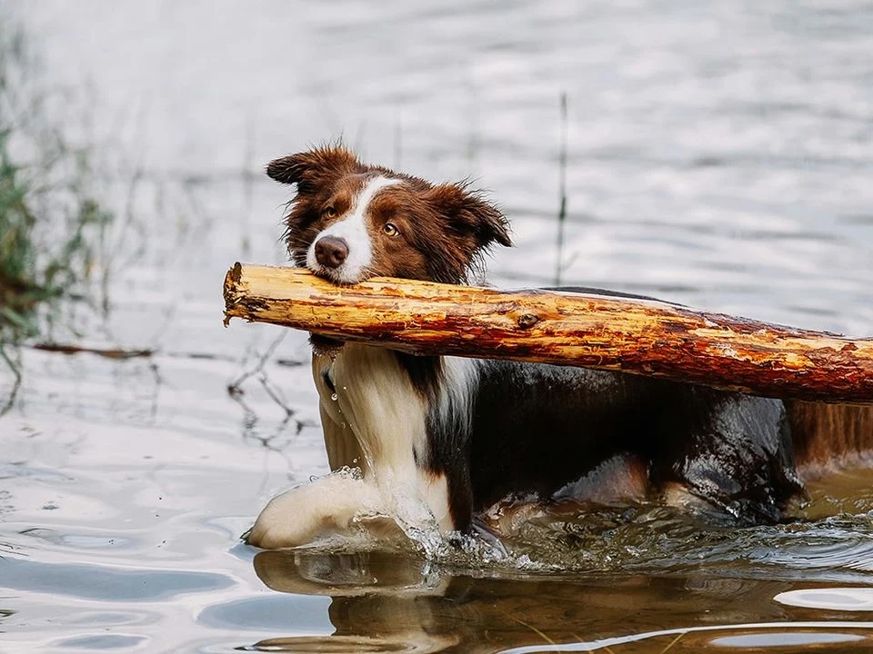 Ce qu'il faut prévoir pour partir en camping avec son chien