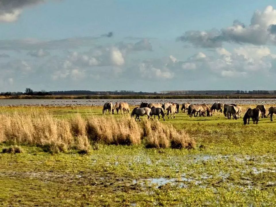 Siblu Camping Lauwersoog Groningue - Lauwersoog visuel 9/10