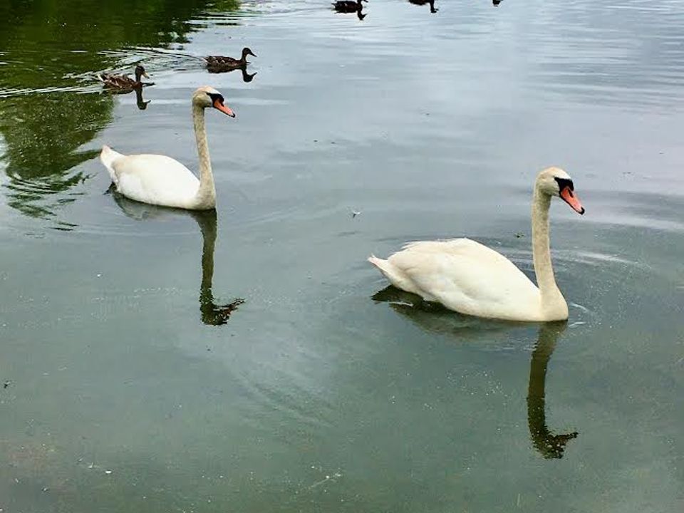 Le Parc de Launay Grand Centre - Souvigné visuel 9/10
