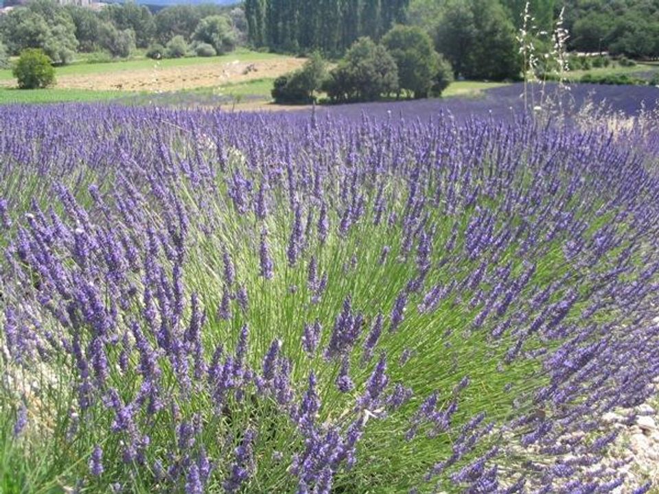 Flower Camping Les Truffières, 3* - 83
