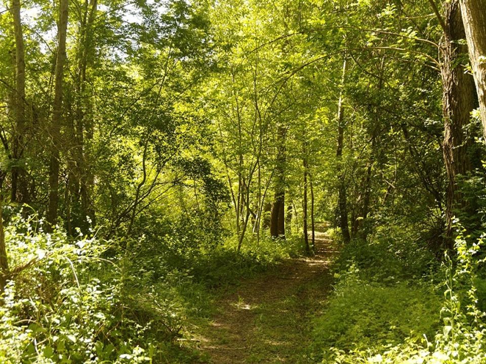 France - Sud Ouest - Rivière sur Tarn - Camping Le Pont 3*