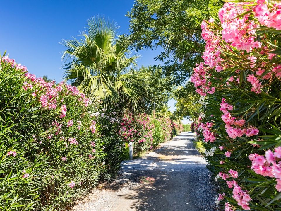 France - Méditerranée Ouest - Saint Cyprien - Camping Le Soleil de La Méditerranée 4*