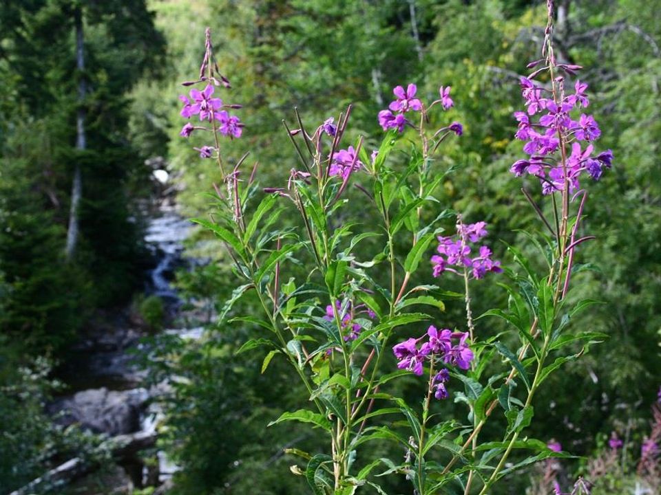 France - Auvergne - Neuvéglise - Flower Camping Le Belvédère 4*