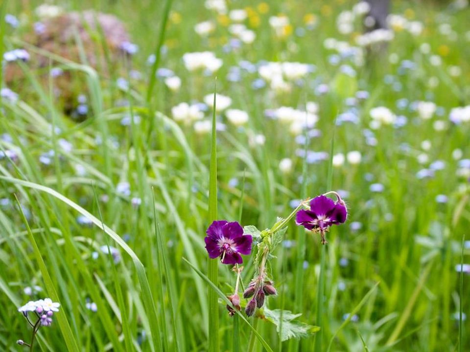 France - Auvergne - Neuvéglise - Flower Camping Le Belvédère 4*