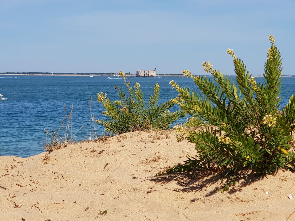 France - Atlantique Nord - Ile d'Oléron - Camping Les Pins d'Oléron, 4*