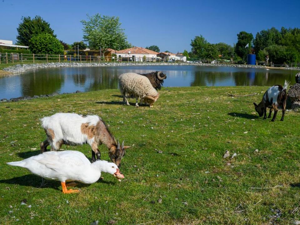 France - Poitou Loire - Vendrennes - Camping Paradis - De la Motte, 4*