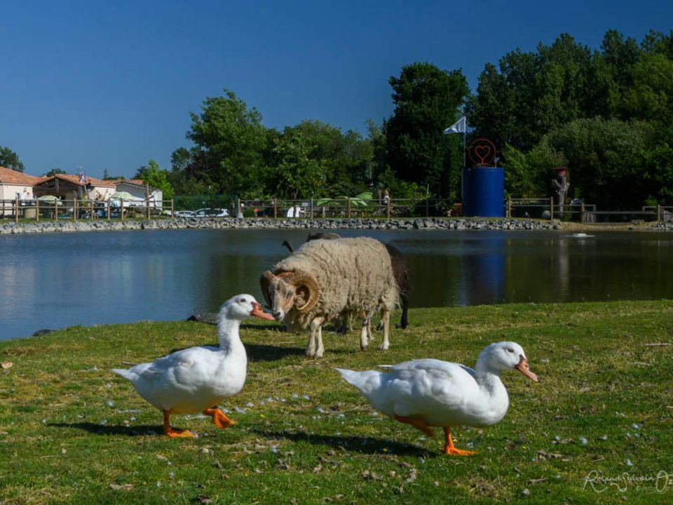 France - Poitou Loire - Vendrennes - Camping Paradis - De la Motte, 4*