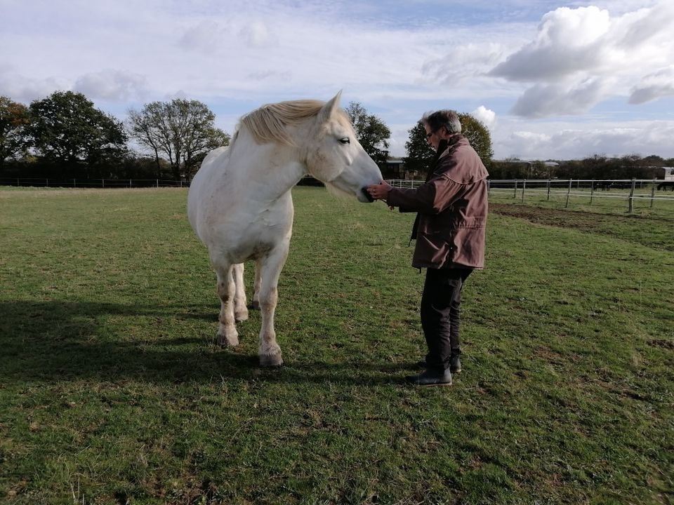 Pole Du Cheval Et De L âne