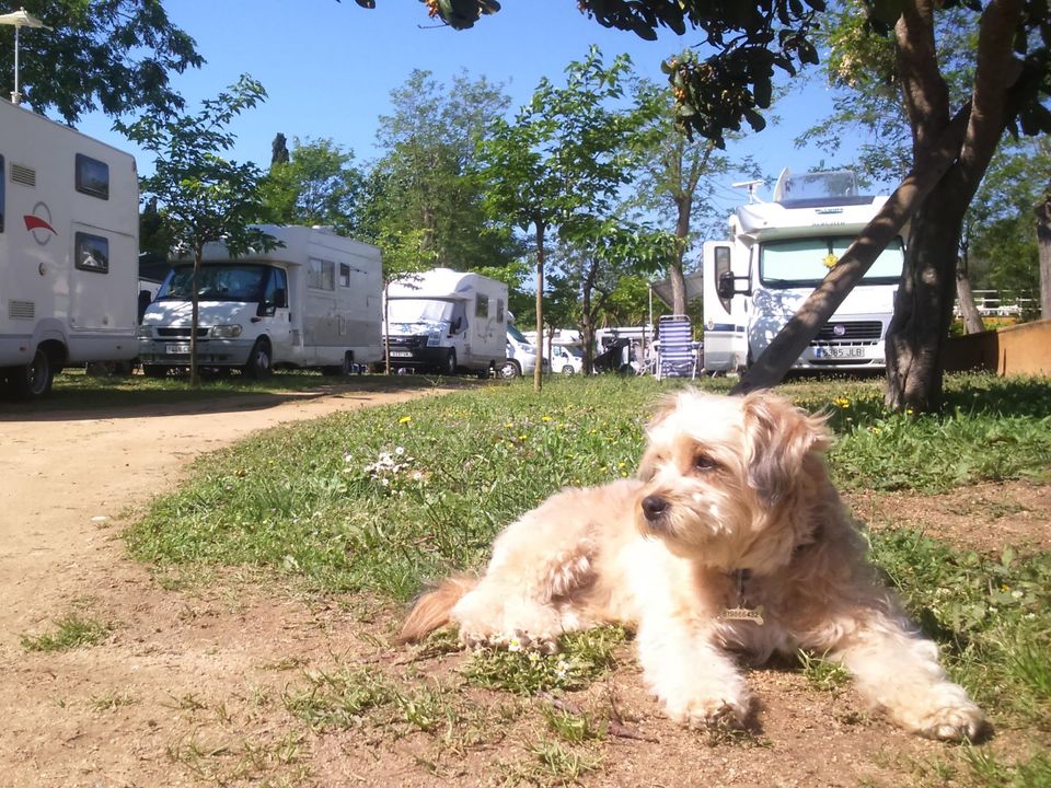 Camping Lloret Blau, 3* - 33