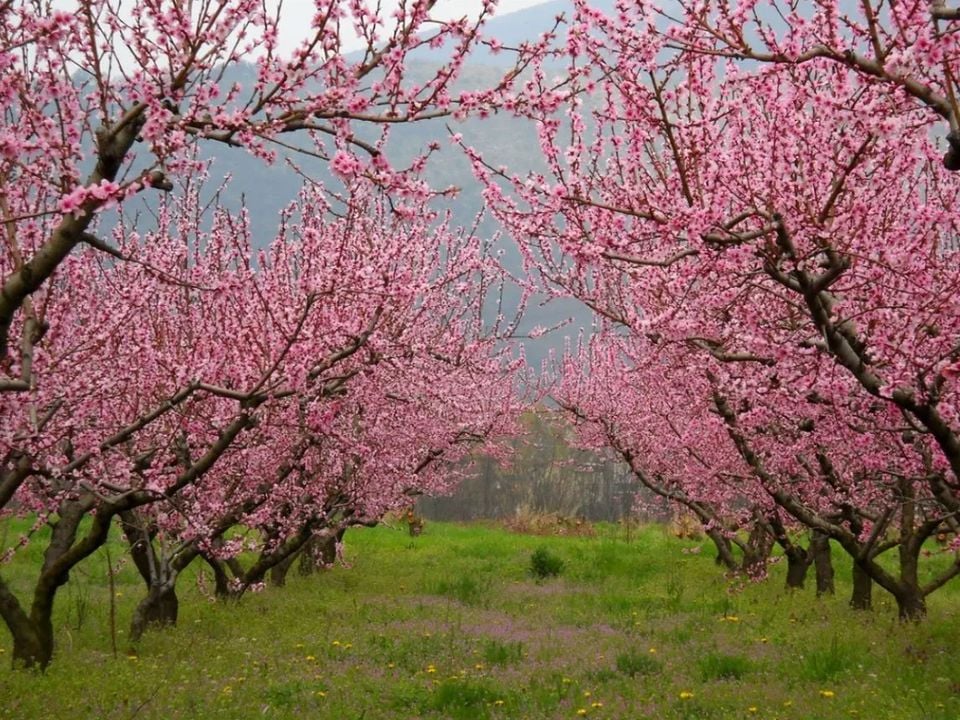 Saecula Natural Village Experience Marches - Altidona visuel 10/10