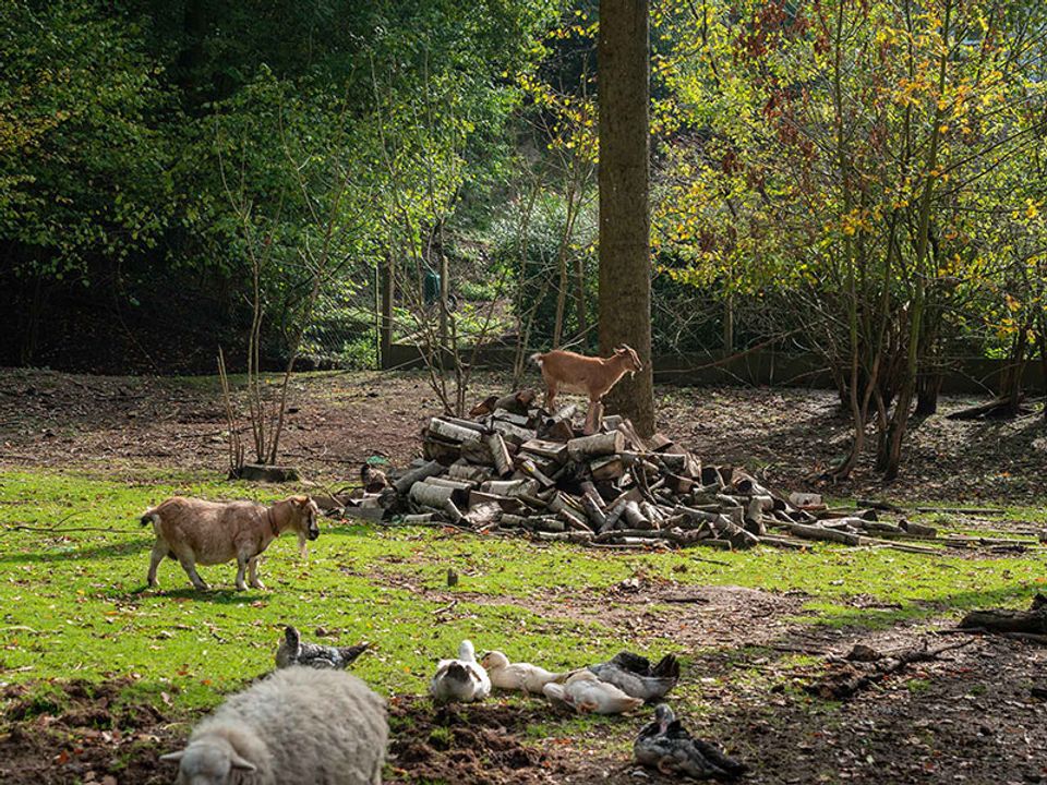 VVF Villages L'Ecrin Normand - Forges-les-Eaux - Haute-Normandie - Forges-les-Eaux visuel 5/10