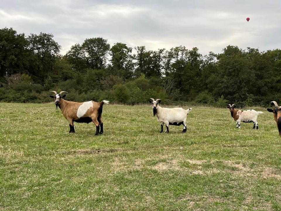 Ushuaïa Villages La Buissonnière Lodges Grand Centre - Chisseaux visuel 6/10
