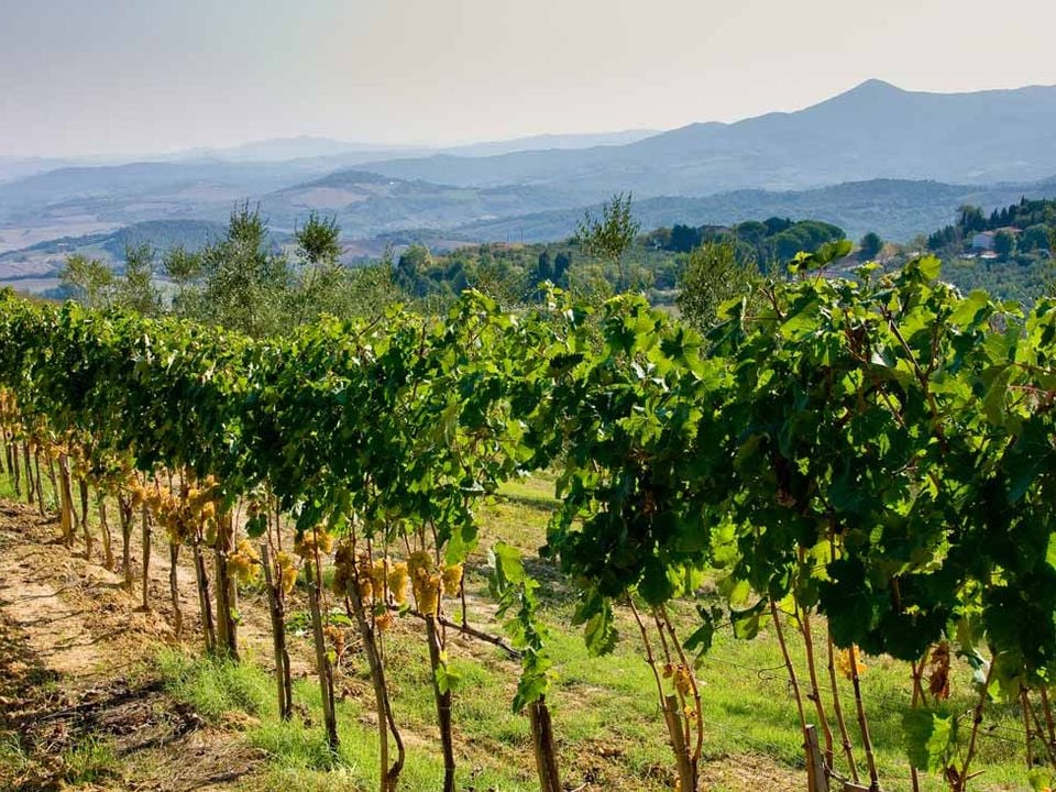 Podere Santa Clorinda - campeggio in Toscana photo 3