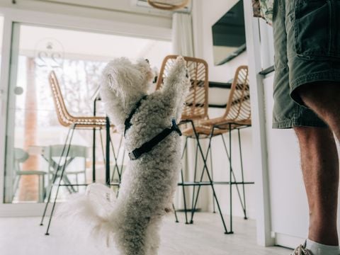 BUNGALOW 5 personnes - Bungalow Neri Pet Friendly 4/5 pers