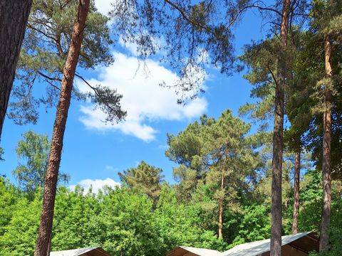 TENTE TOILE ET BOIS 4 personnes - Tente safari