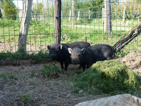 Camping Ushuaïa Villages - Les Pommiers Pays d'Auge - Camping Eure - Image N°4