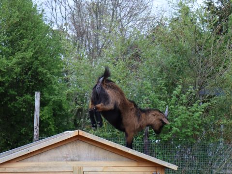 Camping Ushuaïa Villages - Les Pommiers Pays d'Auge - Camping Eure - Image N°14