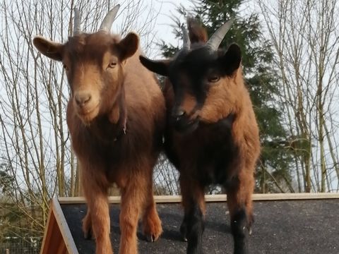 Camping Ushuaïa Villages - Les Pommiers Pays d'Auge - Camping Eure - Image N°16