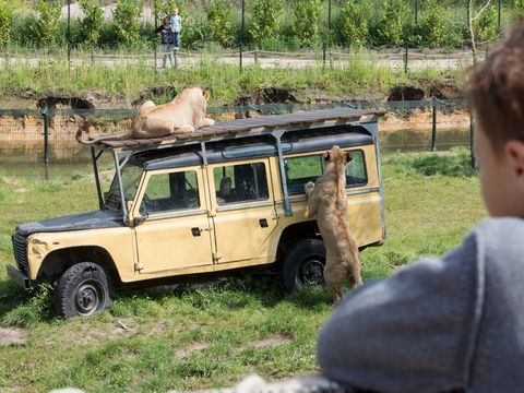 Tour Opérateur sur Vakantiepark de Bergen - Camping Sint Anthonis - Image N°15