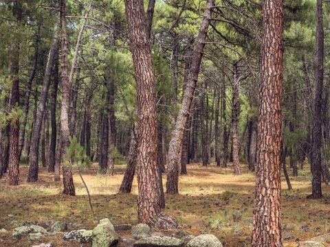 Camping Javalambre - Camping Teruel - Image N°4