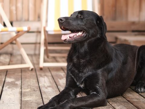 LODGE 6 personnes - Marsanne 6 Dog Friendly