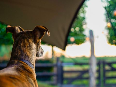 MAISON 12 personnes - 't Gasthuys