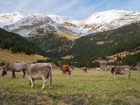 Pierre & Vacances Résidence La Merceria - Camping Andorra - Image N°3