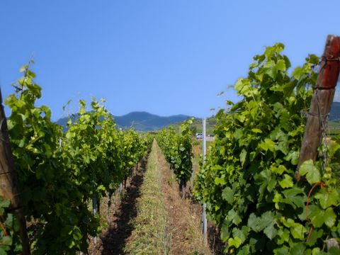 Résidence Goélia - Le Domaine Du Golf - Camping Haut-Rhin - Image N°21