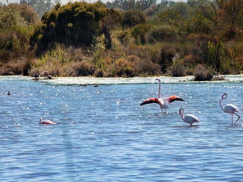 SOWELL - Résidence les Hameaux de la Camargue - Camping Bouches-du-Rhône - Image N°50