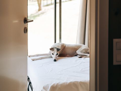 LODGE 6 personnes - Ecolodge | 3 Chambres | Animaux acceptés