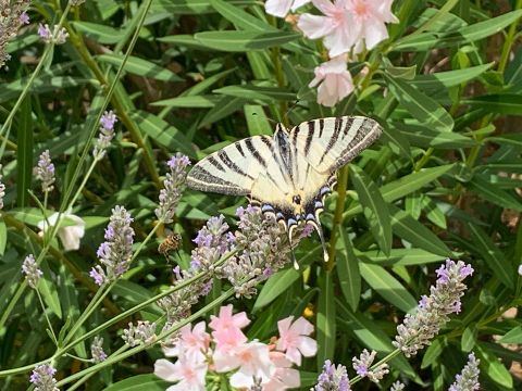 Le Mas d'Ayen - Camping Corrèze - Image N°7