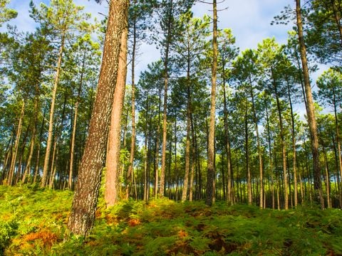 Résidence Goélia Les Jardins de l'Oyat - Camping Landes - Image N°3