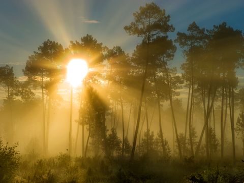 Résidence Goélia Les Jardins de l'Oyat - Camping Landes - Image N°24