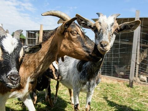 Camping Les Goélands - Camping Seine-Maritime - Afbeelding N°5