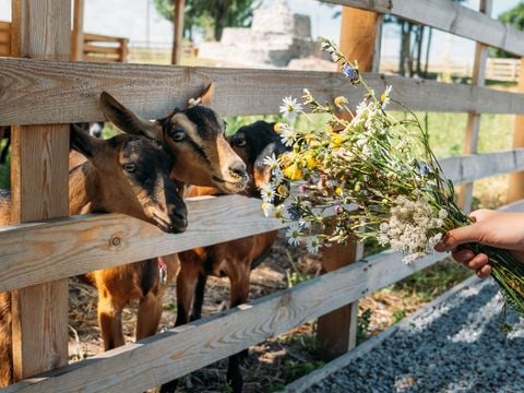 Camping Les Goélands - Camping Seine-Maritime