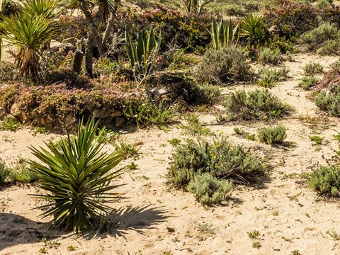 Orla Ilha de Tavira Ecoglamping - Camping Algarve - Portugal - Image N°16