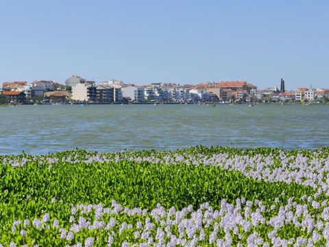 Camping Mira - Camping Centre du Portugal - Image N°22