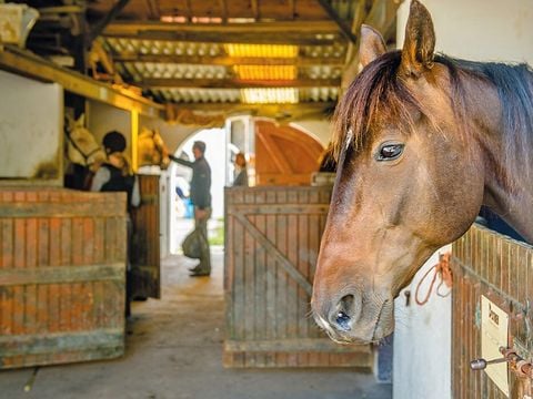 Camping Les Embruns d'Oléron - Camping Charente-Maritime - Image N°14