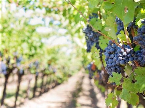 Flower Camping Le Pressoir - Camping Gironde - Image N°18