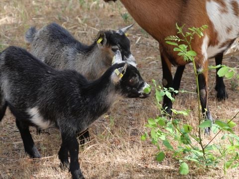 Flower Camping Au Bois des Biches - Camping Vendée - Image N°44
