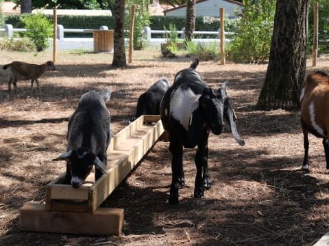 Flower Camping Au Bois des Biches - Camping Vendée - Image N°43