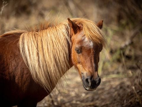 Camping Les Salins de la Gardiole (Anciennement L'Europe) - Camping Hérault - Image N°9