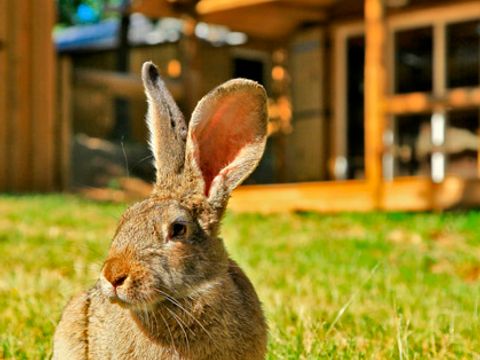 CHALET 4 personnes - Chalet VALLEY