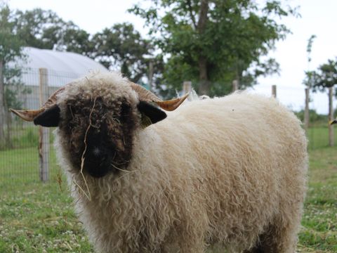 Camping O Rivage  - Camping Morbihan