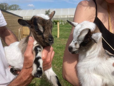 Camping O Rivage  - Camping Morbihan