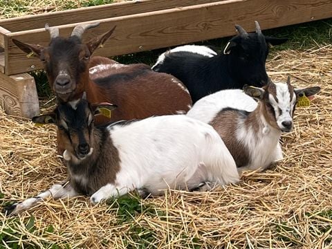 Camping O Rivage  - Camping Morbihan