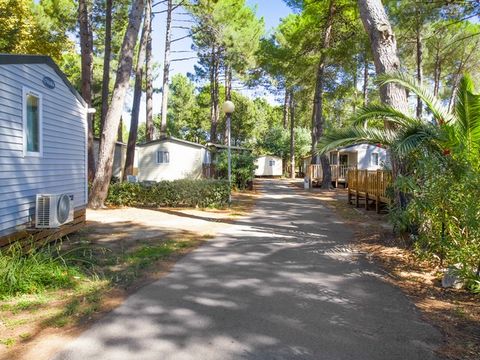 Camping Taxo les Pins  - Camping Pyrenees-Orientales - Image N°19